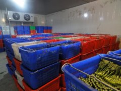 蔬菜批發市場建冷庫,建多大合適