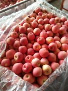 2500立方米冷庫可以放多少噸蘋果?