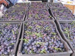 葡萄保鮮冷庫的安裝造價大概是多少?怎么計算的