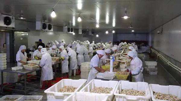 2000噸海鮮冷庫 2000噸海鮮冷庫