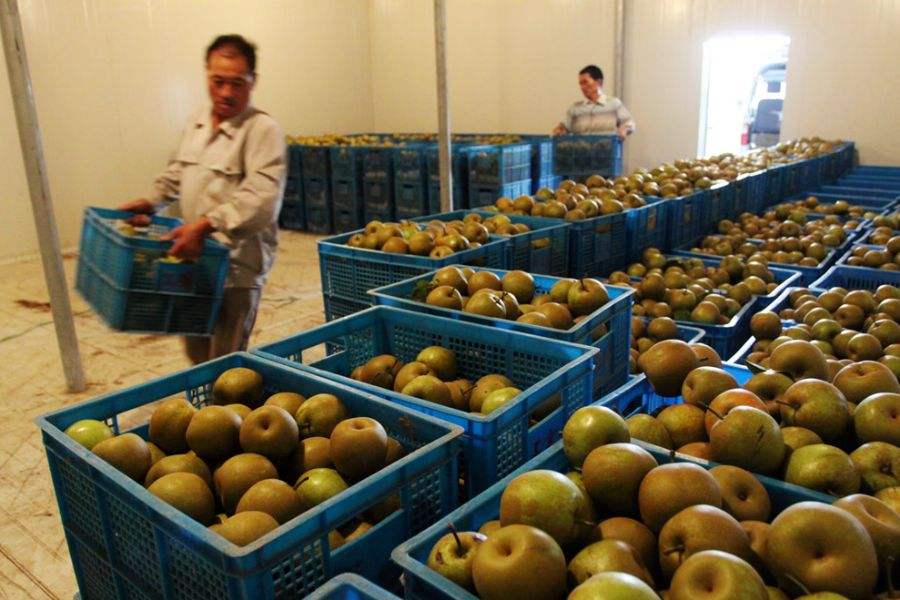 5000噸水果冷庫 5000噸水果冷庫