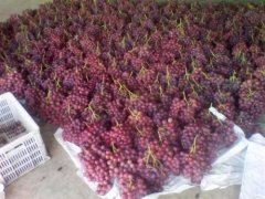 總產量100萬斤葡萄需要建多大的冷庫,造價多少