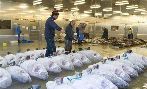 零下60度金槍魚冷庫(kù) 零下60度金槍魚冷庫(kù)