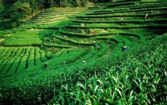 上海建1000㎡茶葉冷庫（冷藏、冷凍庫倉庫）安裝預算多少錢