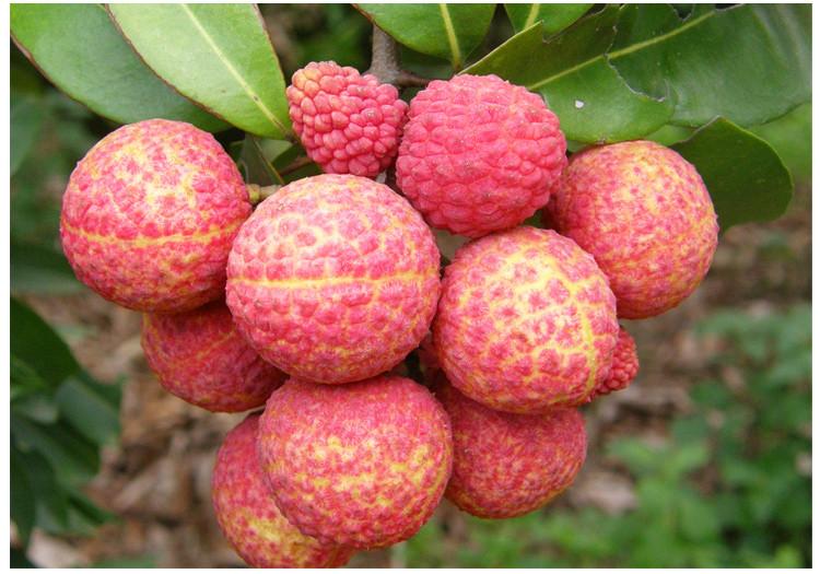 開冉制冷,荔枝氣調(diào)庫 開冉制冷,荔枝氣調(diào)庫