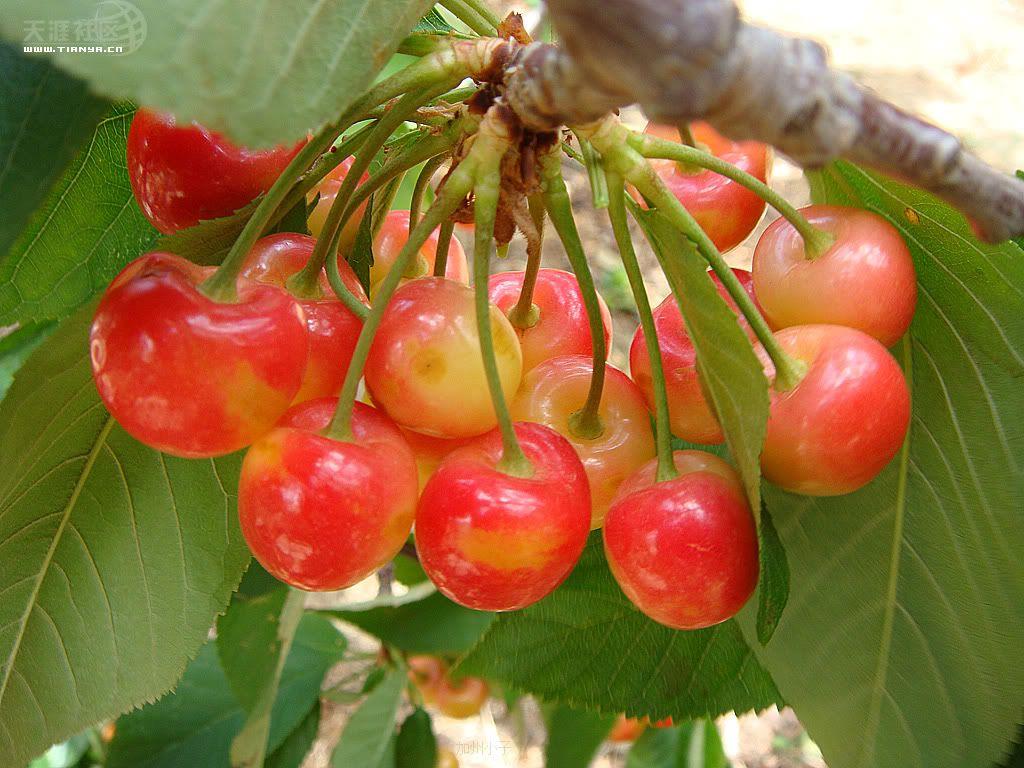 開冉制冷,氣調(diào)庫,普通冷藏庫 開冉制冷,氣調(diào)庫,普通冷藏庫