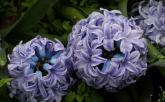 (鮮花)花卉保鮮冷庫的市場需求