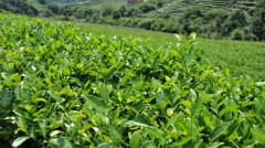 茶葉冷藏庫(kù)，茶葉冷庫(kù)安裝設(shè)計(jì)多少錢