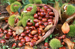 想建板栗冷庫,100噸板栗冷藏庫價(jià)格多少