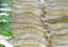 低溫海鮮凍庫建設(shè)  設(shè)備報(bào)價(jià)多少？