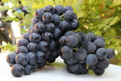 葡萄保鮮庫安裝,建一個葡萄冷庫需要多少錢?