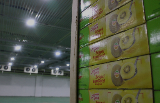 上海冰度倉儲(chǔ)1000噸獼猴桃冷庫建造案例